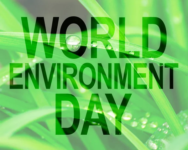 World Environment Day text, green sprout, transparent background. Ecology, hunger, poorness, need. Team work, sea, plastic pollution, charity, compassion, overpopulation, virus.