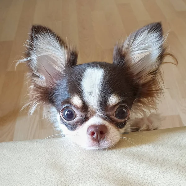 Leuke lange haar chihuahua puppy geconfronteerd met de camera — Stockfoto