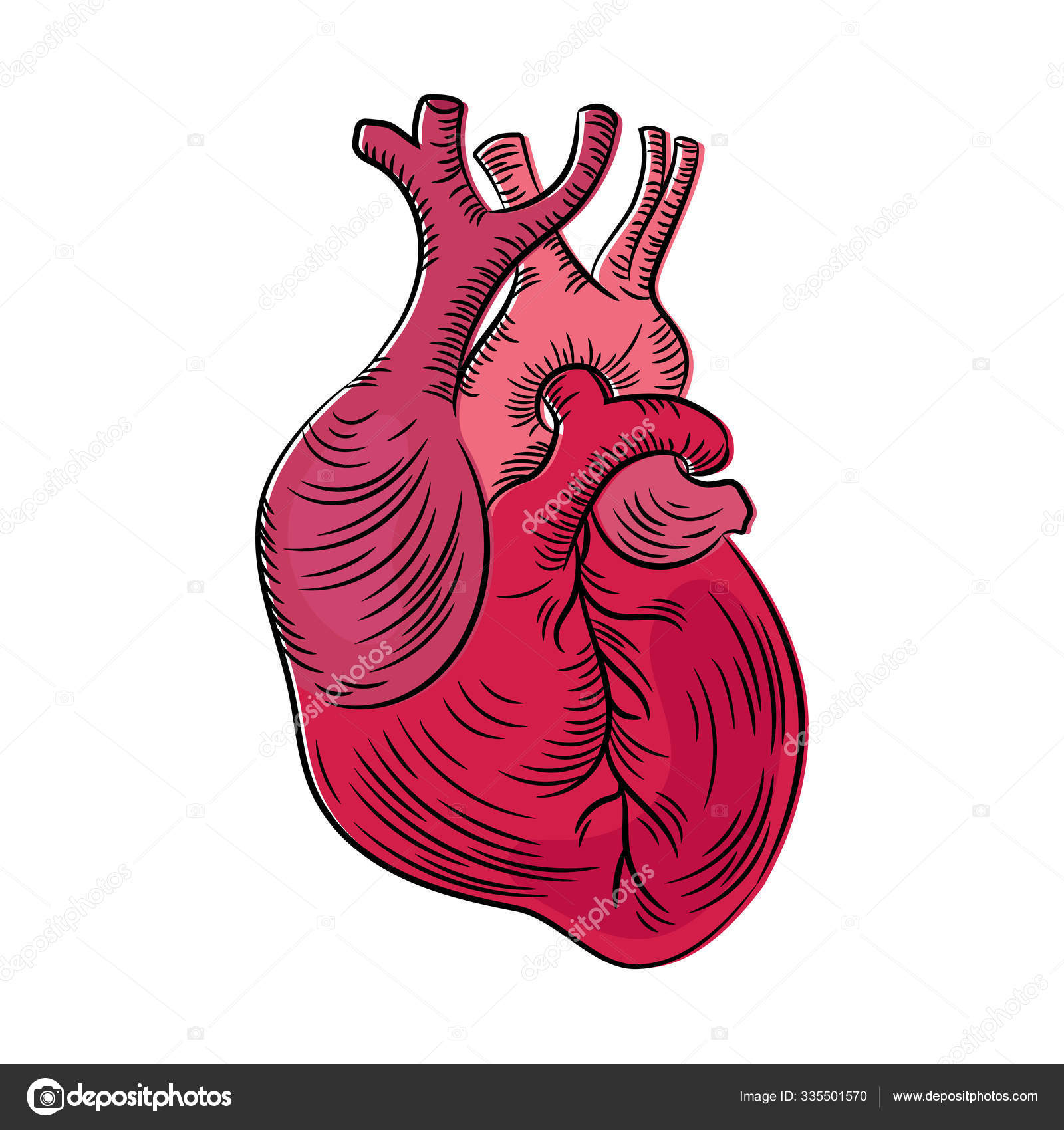 Heart anatomic Vector Art Stock Images | Depositphotos Heart anatomic Vector Art Stock Images | Depositphotos