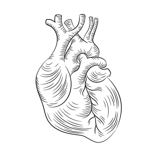 Anatomiczna Struktura Serca Medycyna Edukacja Schemat Wektora Ludzki Monochromatyczny Rysowanie — Wektor stockowy