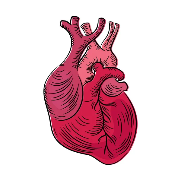 Cuore Anatomico Struttura Medicina Istruzione Diagramma Schema Vettoriale Mano Umana — Vettoriale Stock