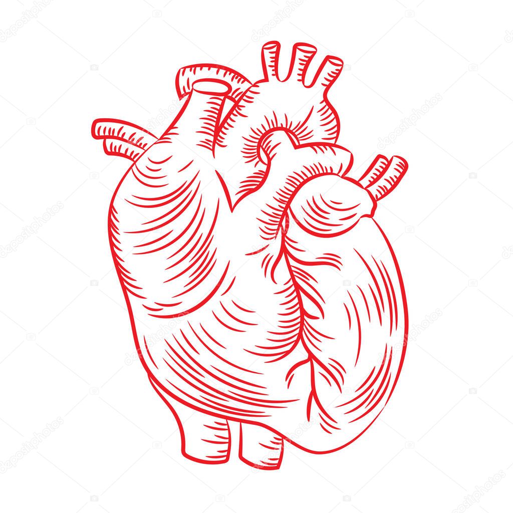 RED HEART Anatomic Structure Medicine Education Diagram Vector Scheme Human Hand Draw Vector Illustration Print