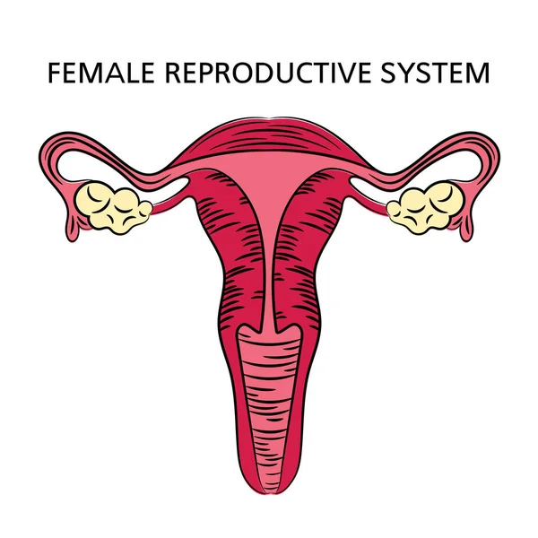 Sistema Reproductivo Mujer Esquema Diagrama Educación Medicina Dibuja Mano Humana — Vector de stock