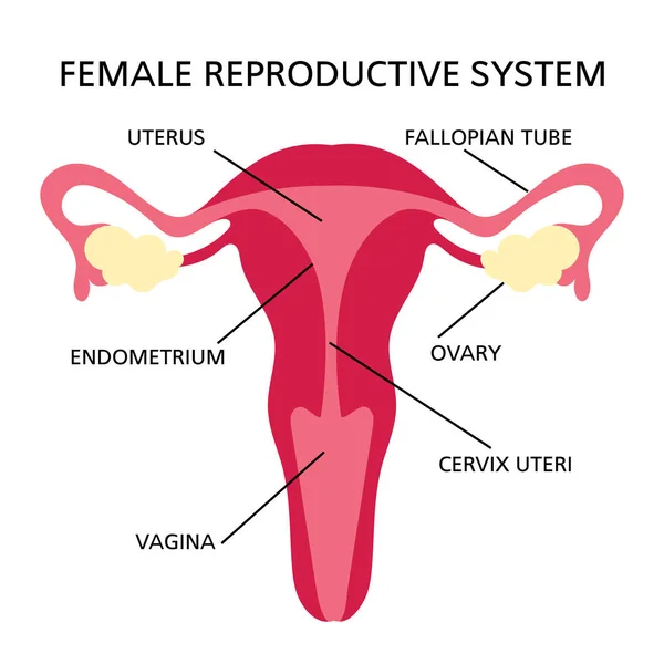 Sistema Reproductivo Esquema Diagrama Educación Medicina Femenina Dibuja Mano Humana — Vector de stock