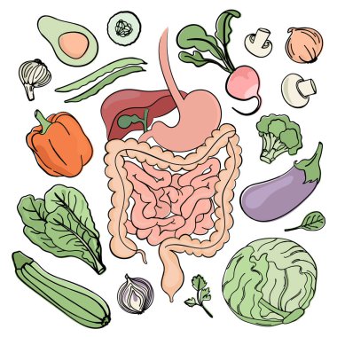 GASTROINTESTINSTINAL TRACT VEGAN Tıp Eğitimi İnsan Beslenme Vektörü İllüstrasyon Diyeti