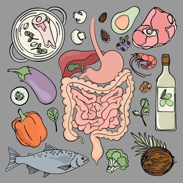 Gastrointestinal Health Medicine Education Human Nutrition Vector Illustration Diet Set — Stock Vector