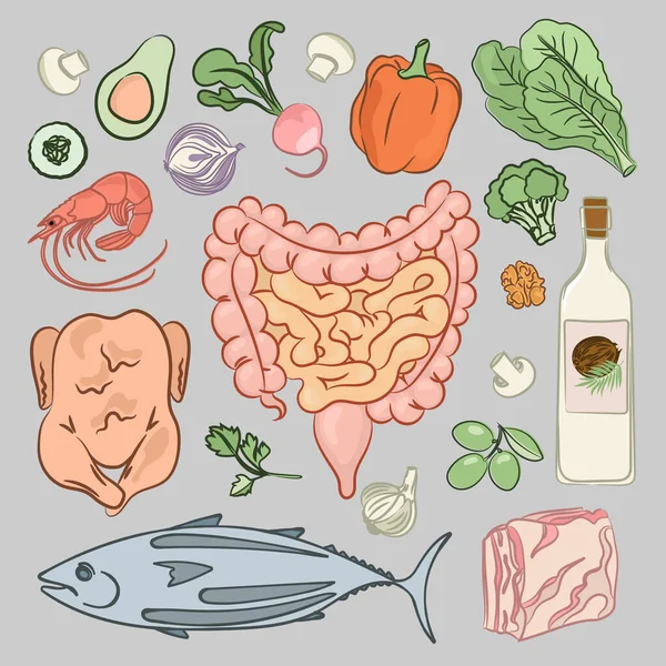 Dieta Intestinos Sanitarios Medicina Nutrición Humana Educación Vector Illustration Set — Archivo Imágenes Vectoriales