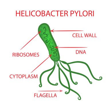 HELICOBACTERIA BACTERIA Tıp Eğitimi Diyagram Vektör Şeması İnsanlık Hastalığı İllüstrasyon Seti