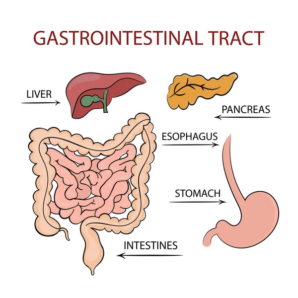 Medicine Gastrointestinal Tract Vzdělání Diagram Vector Scheme Human Hand Draw — Stockový vektor