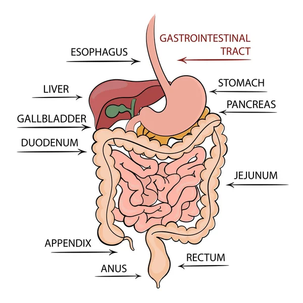 Pancreas Gastrointestinal Tract医学教育図ベクトルスキームヒューマンベクトルイラストセット — ストックベクタ