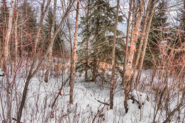 Tettegouche State Park üzerinde North Shore, Superior gölünün içinde Mi