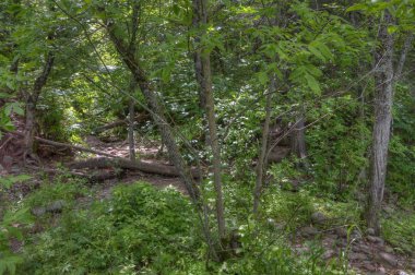 Jay Cooke Devlet Park St. Louis Nehrin güneyinde Minnesota Duluth istiyor