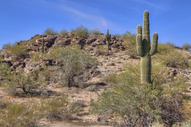 Kışın Arizona Çölü