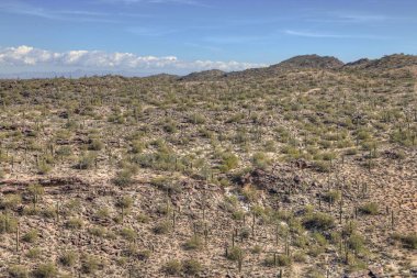 Kışın Arizona Çölü