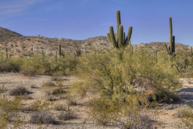 Kışın Arizona Çölü