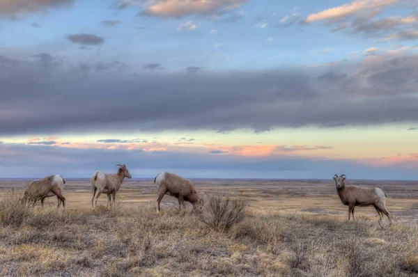 Badlands National Park, South Dakota — Stock Photo, Image