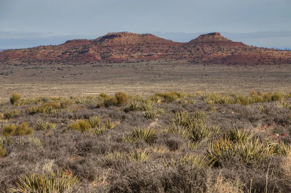 Deserto do Arizona no inverno — Fotografia de Stock