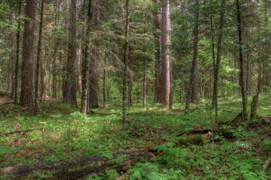 Yaz içinde Schoolcraft Devlet Kuzey Minnesota'da Parkı