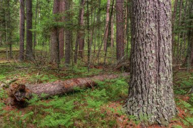Yaz içinde Schoolcraft Devlet Kuzey Minnesota'da Parkı