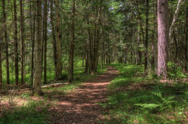 Yaz içinde Schoolcraft Devlet Kuzey Minnesota'da Parkı