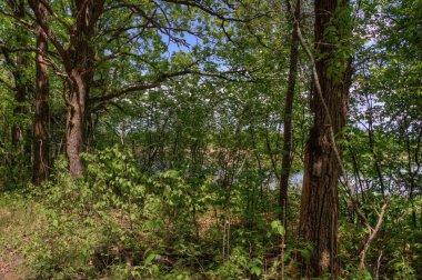 Yaz içinde Schoolcraft Devlet Kuzey Minnesota'da Parkı