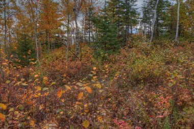 Silver Bay, Minnesota Superi göl kıyısında bitkilerde