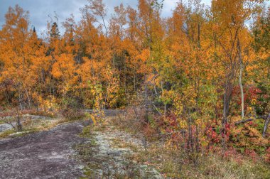 Silver Bay, Minnesota Superi göl kıyısında bitkilerde