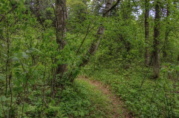 Zomer in Schoolcraft State Park gelegen in Noord Minnesota — Stockfoto