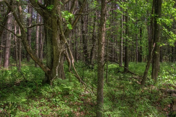 Yaz içinde Schoolcraft Devlet Kuzey Minnesota'da Parkı — Stok fotoğraf