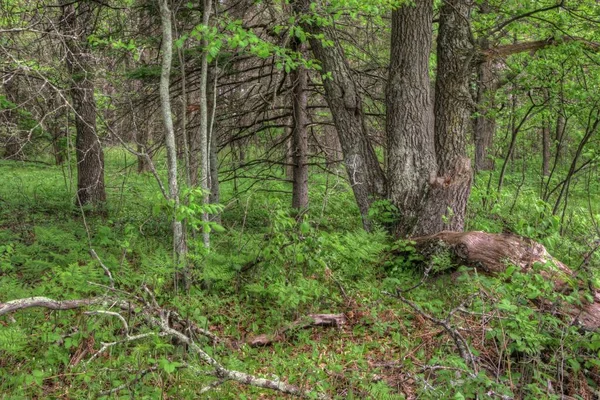 Été dans Schoolcraft State Park situé dans le nord du Minnesota — Photo