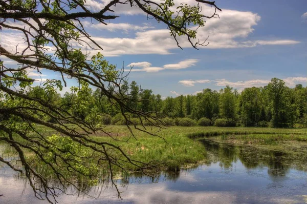 Summer in Schoolcraft State Park located in Northern Minnesota — Stock Photo, Image