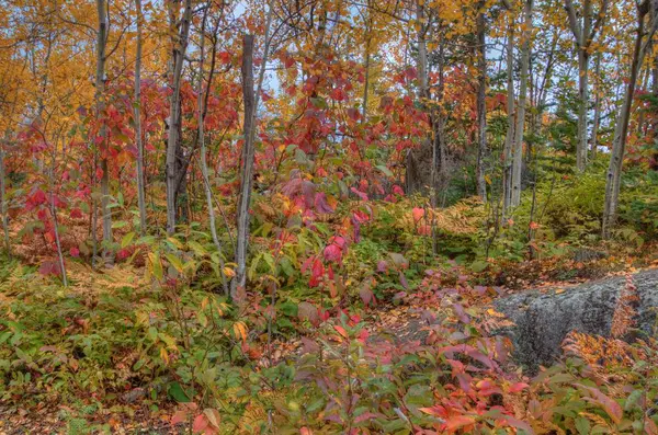 Rostliny v Silver Bay, Minnesota na březích jezera vynikající — Stock fotografie