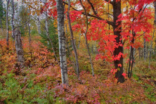 The Plants in Silver Bay, Minnesota on the Shores of Lake Superi — Stock Photo, Image