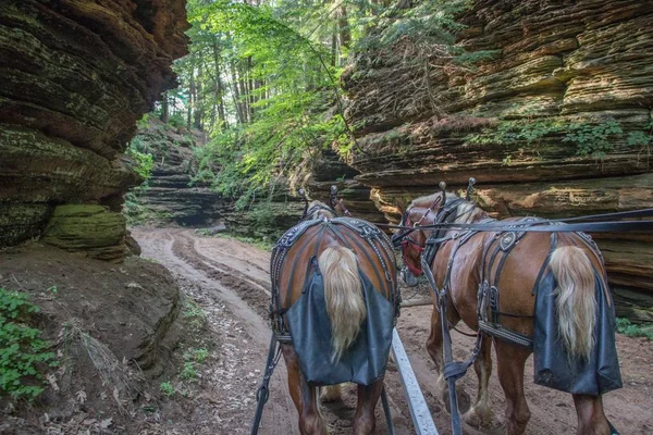 El Cañón Perdido es una Joya Oculta de las Campanas de Wisconsin con Hors —  Fotos de Stock
