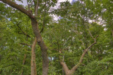 Bemidji State Park Lake Bemidji üzerinde