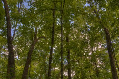 Bemidji State Park Lake Bemidji üzerinde