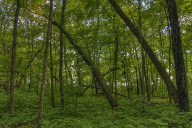 Bemidji State Park Lake Bemidji üzerinde