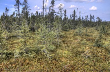 Büyük bataklık Devlet Parkı