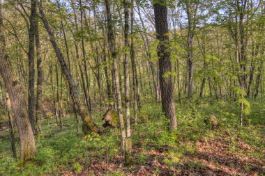 Büyük Woods State Park