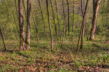 Büyük Woods State Park