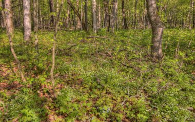 Büyük Woods State Park