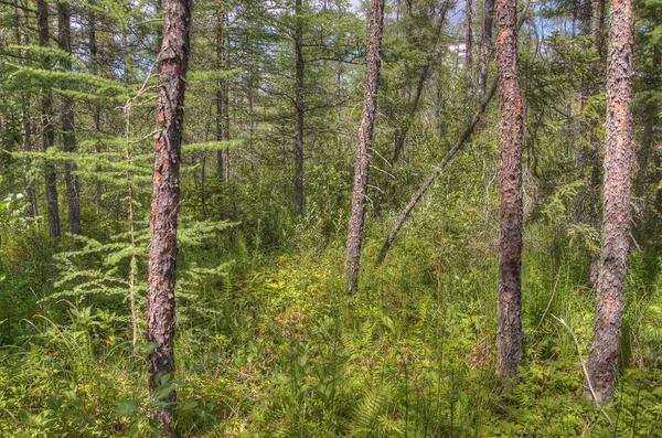 Parc national de Bemidji sur le lac de Bemidji — Photo