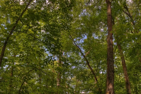 Parque Estatal de Bemidji en el lago Bemidji — Foto de Stock