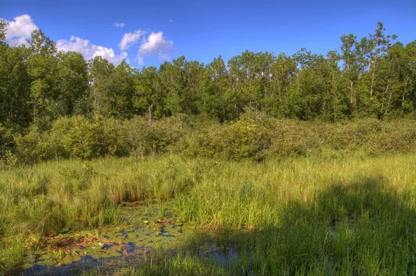 Bemidji State Park on Lake Bemidji — Stock Photo, Image