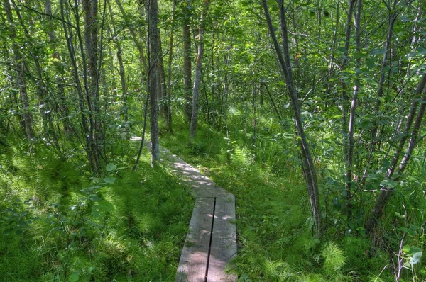 Bemidji State Park di Danau Bemidji — Stok Foto