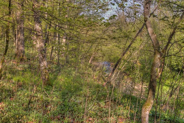 Big Woods State Park — Foto Stock