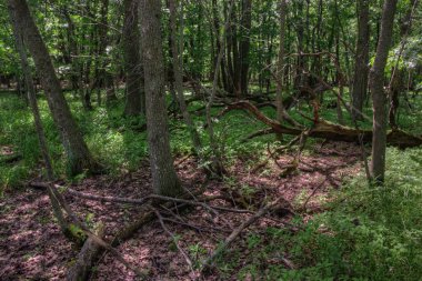 Babası Hennepin Devlet Park Mille Lacs Lake Kuzey içinde yer alır
