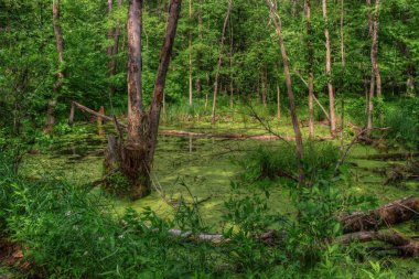 Mille Lacs Kathio Devlet Park Mille Lacs Lake hiçbir yer alır