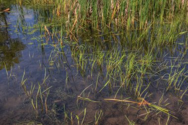 Mille Lacs Kathio Devlet Park Mille Lacs Lake hiçbir yer alır