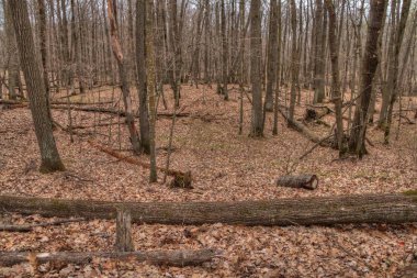 Mille Lacs Kathio Devlet Park Mille Lacs Lake hiçbir yer alır